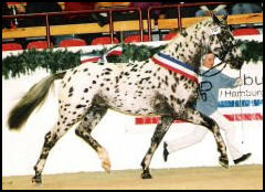 Harlequins's Earl Knabstrupper stallion